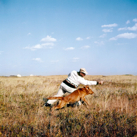 Walter Chandoha's Dogs